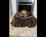 Pomeranac štenci vrhunskog kvaliteta 