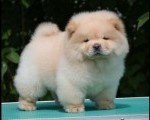 Chow Chow Cau Cau Čau Čau