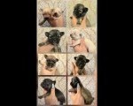 Štenci EKSTRA mini čivave 