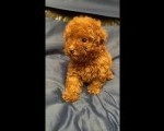Francuske Toy i patuljaste pudle, prelepe bebe