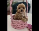 Preslatki maleni MALTIPOO stenci  