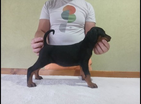 dobi2.jpg