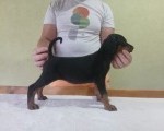 Vrhunski Doberman štenci 6 nedelja stari  