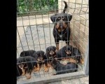 Prelepa štenad Rotvajlera, 2 meseca  