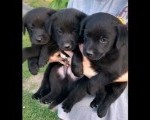 Tri muska steneta Labradora