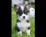 Velški korgi/Welsh Corgi Pembroke