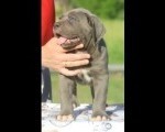 Cane Corso štenci