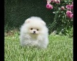 Pomeranac BOO medvedići, Pomeranski Špic štenci