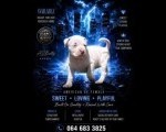 American bully štenci – vrhunski kvalitet  