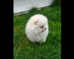 Pomeranski spic Štene pomeranskg spica 