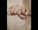 Mini Maltezer
