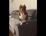 Muzjak -American Bully Exotic Merle