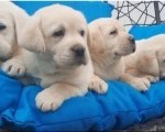 Labrador štenci
