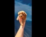 Maltipoo stenci