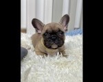 Francuski Buldog prelepi štenci