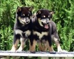 Shiba Inu / Šiba inu, štenci