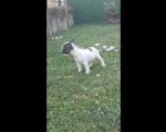 Francuski buldog štenci egzoticnih boja 