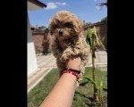 Maltipoo bebe 