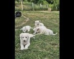 Beli švajcarski ovčar prelepi štenci