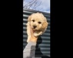 Maltipoo- bipoo