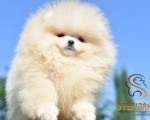 Pomeranac BOO medvedići