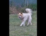 Poklon - Mešanac akita inu i samojeda 