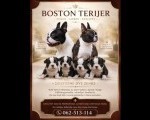 Boston terijer prelepi štenci