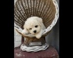 Bichon Frise štenci  
