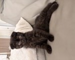 Scottish Fold mačići