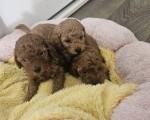 Aprikot mini i Crvena toy pudla štenci