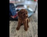Stenci toy i mini pudle