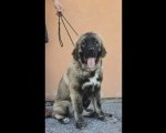 Kavkaski ovčar vrhunski štenci