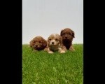Cavapoo-Kavapu (cavalier king charles spaniel + pudla)