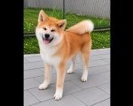 Akita Inu prelepi štenci