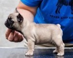 Francuski bulldog, vrhunsko leglo