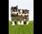 Pomsky-pomski (pomeranac + haski)