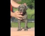 Cane Corso štenci