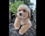 Pudle i maltipoo, prelepi štenci