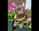Lilac & chocolate boys chihuahua