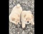 Chow chow prelepi krem stenci 