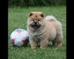 Chow Chow Cau Cau Čau Čau