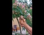 Štenci jazavičara, veseli i razigrani