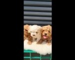 Maltipoo-Cavapoo Cavapo-Kavapu stenci 
