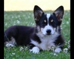 Velski korgi/Welsh Corgi Pembroke