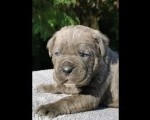 Cane Corso Kane Korso NOVO LEGLO