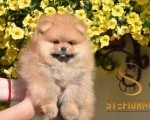 Pomeranac BOO medvedići