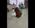 Goldendoodle prelepi štenci
