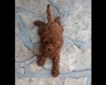 Crvena toy pudlica, žensko štene – staro 2,5 meseci 