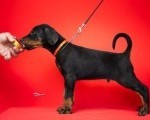 Doberman, stenad na prodaju