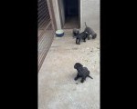 Cane Corso Italiano na prodaju, 53 Dana staro. Sive ili Crne boje. Muzjak i zenka ima oboje